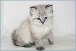 Female Siberian Kitten from Deedlebug Siberian